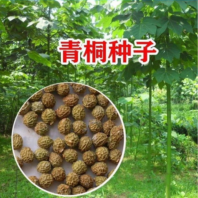 青桐种子梧桐树种青桐苗中国梧桐凤凰树苗种子四季播种庭院观赏