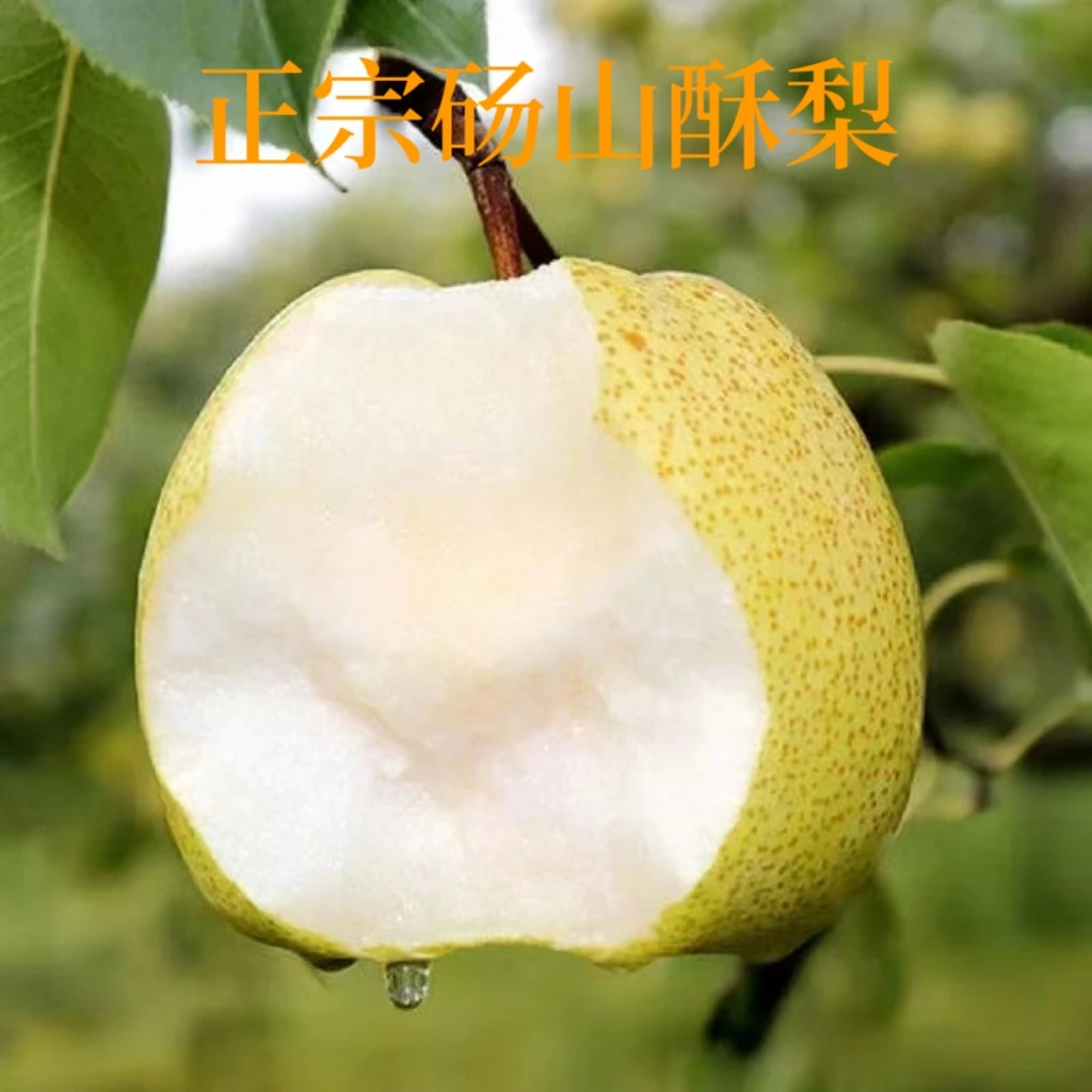 安徽砀山梨4.5-5斤新鲜应季水果爽口酥脆多汁包邮砀山梨