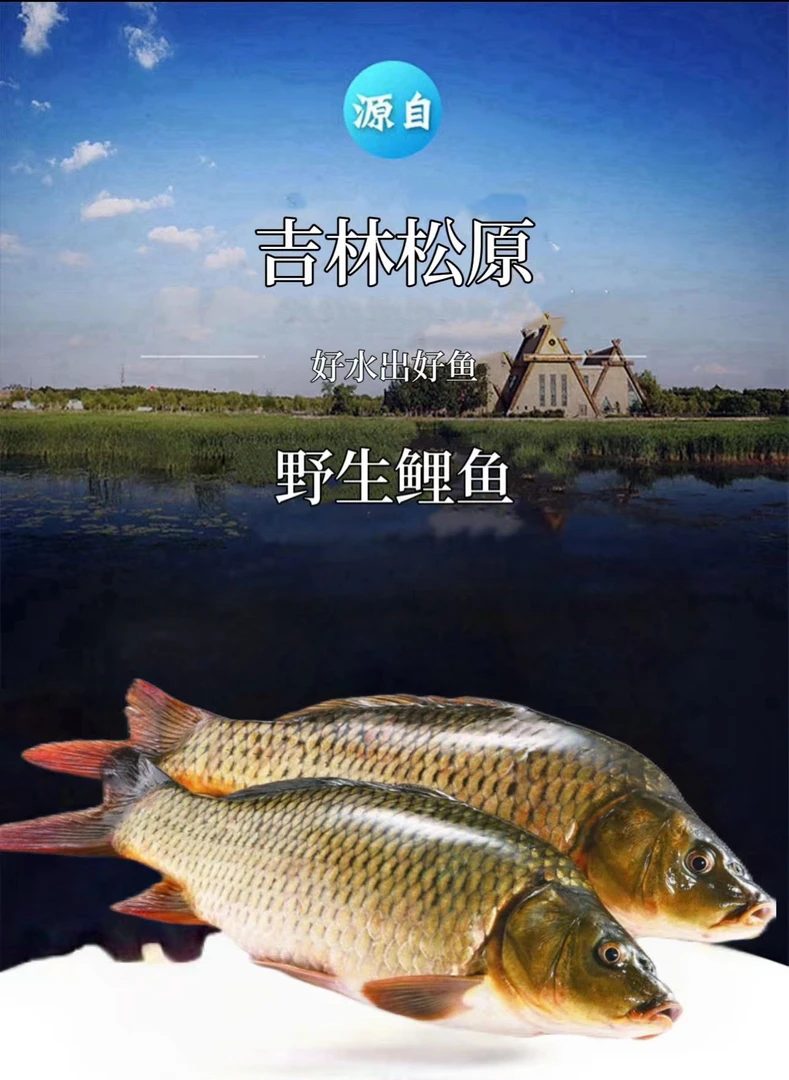 东北冬捕冷水鲤鱼5--20斤