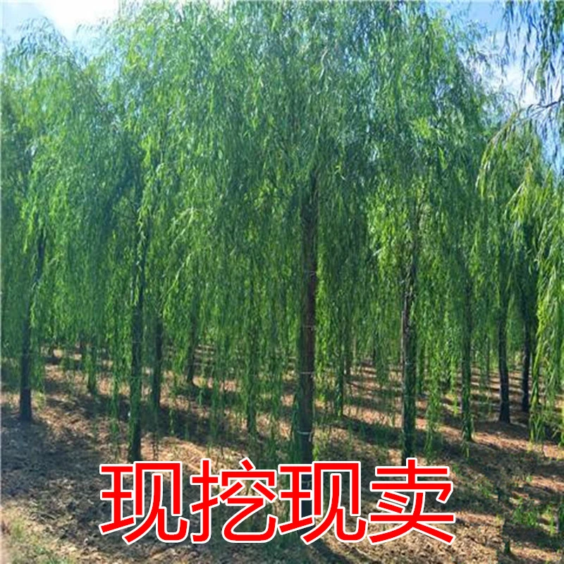 垂柳树苗 黄金柳 金丝垂柳 柳树枝条 垂杨柳树苗垂柳苗竹柳旱柳苗