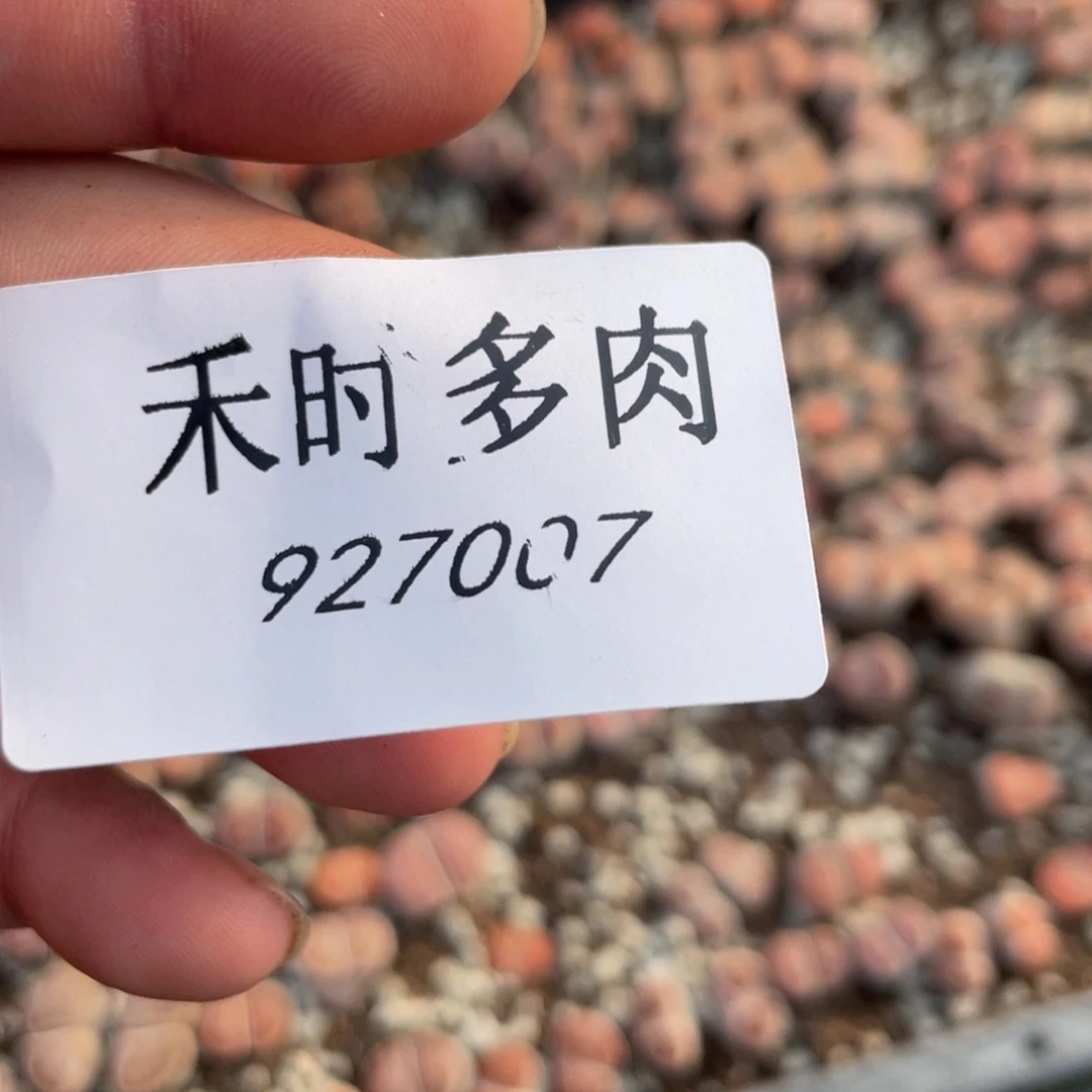 有***后闪购商品生石花927007