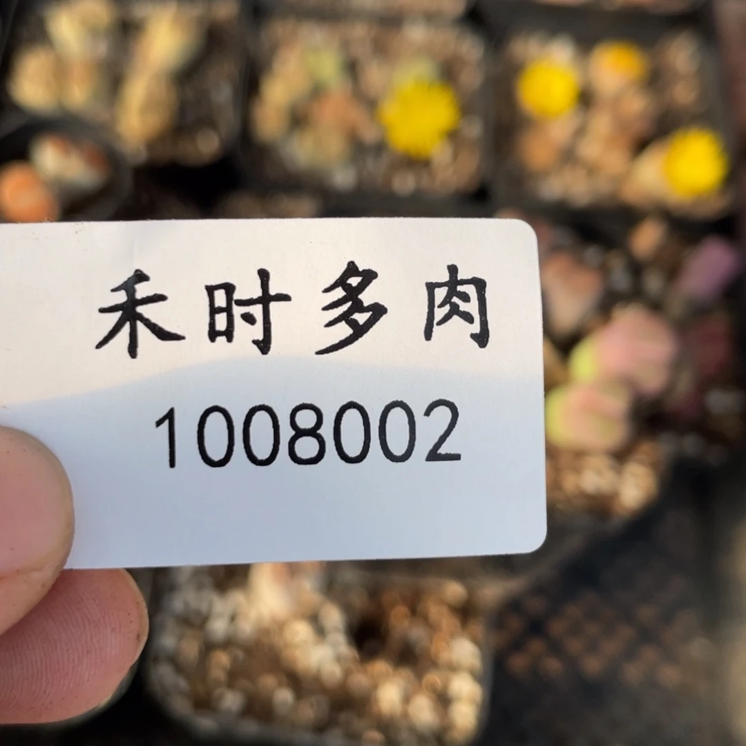 小**猛闪购商品生石花1008002