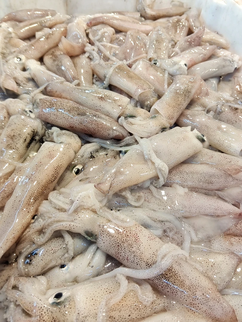 北海虾船拖网新鲜鱿鱼5斤