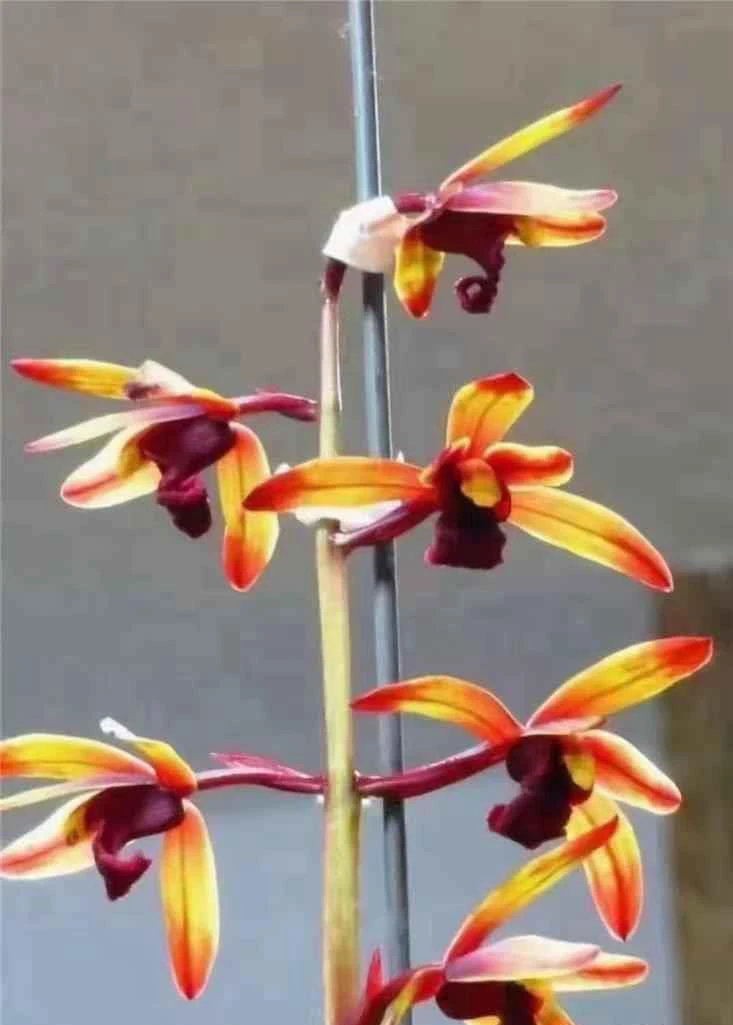 惠兰一杆多花直播间一物一拍