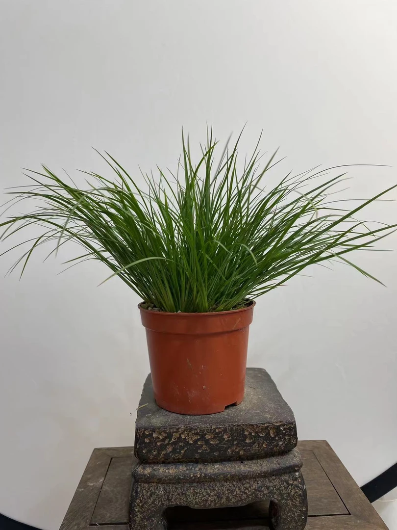 虎须老桩菖蒲（10-11口径基地盆）好养易活素雅 禅意桌面