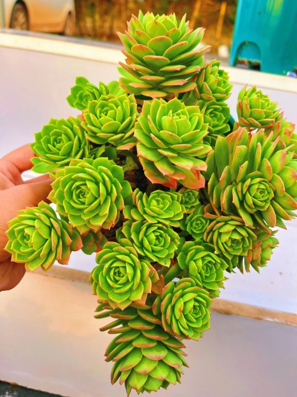 【蔷薇玫瑰】云南基地直发【满15包邮】多肉植物新手好养活