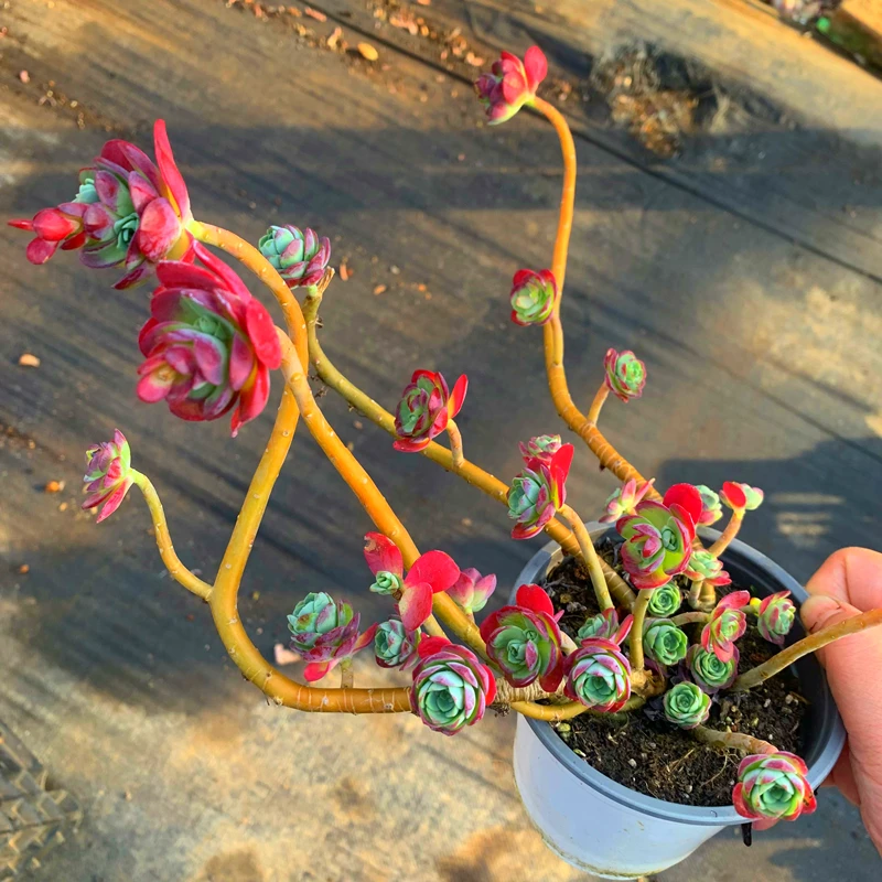 【薄化妆】云南产地直发【满15包邮】多肉植物新手好养 实物下单