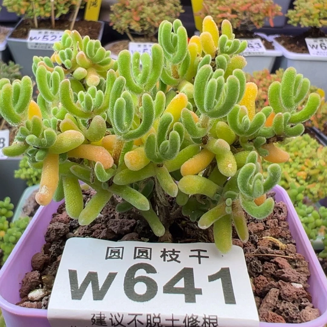 【闪购商品】641琉璃杂冰晶