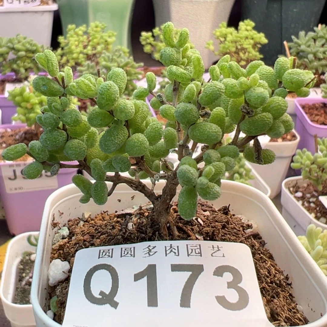 【闪购商品】173糖球白虎斑锦