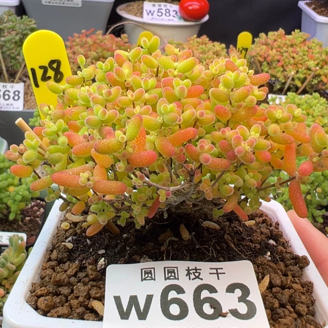 【闪购商品】663蜜桔糖球