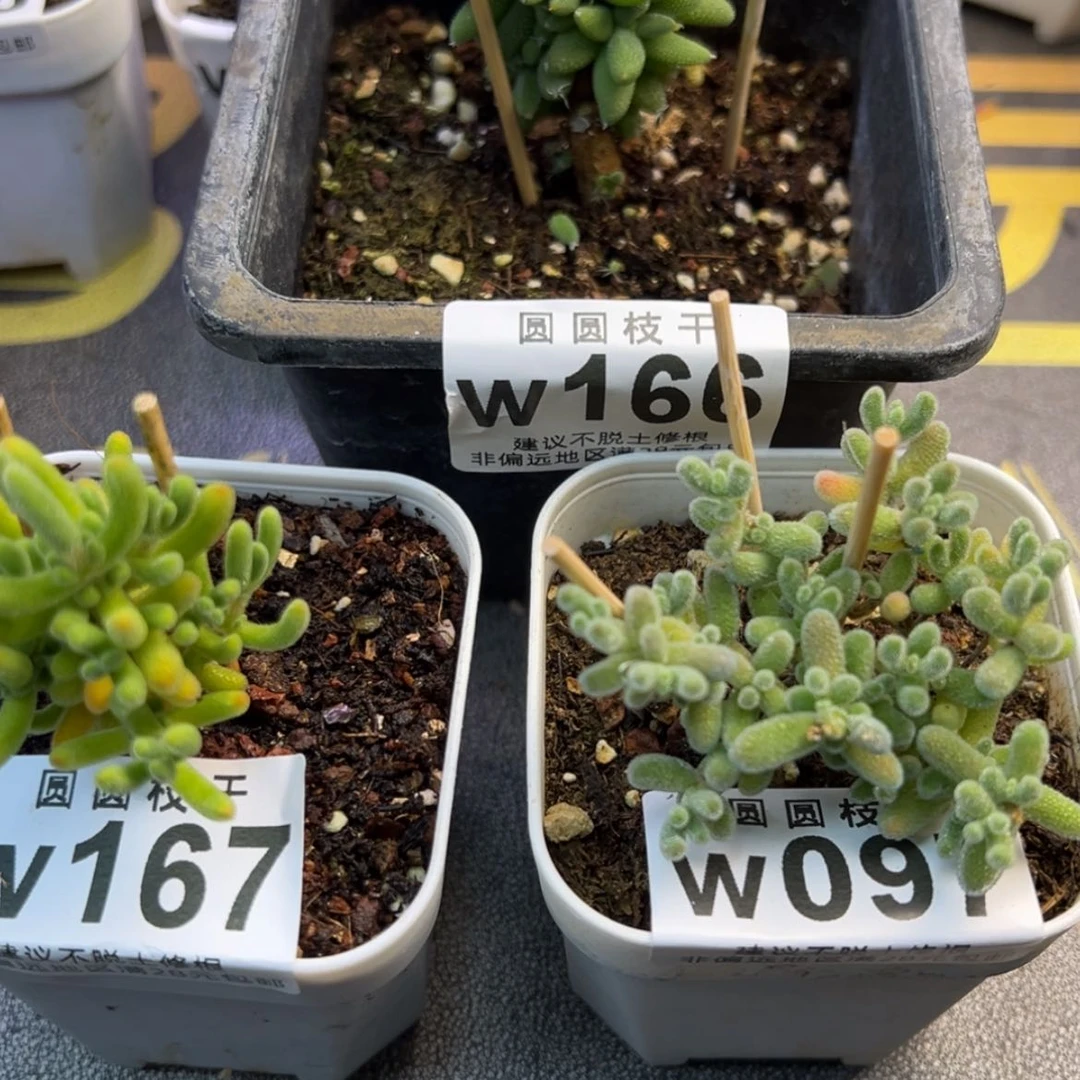 【闪购商品】怪*豆w166w097w167