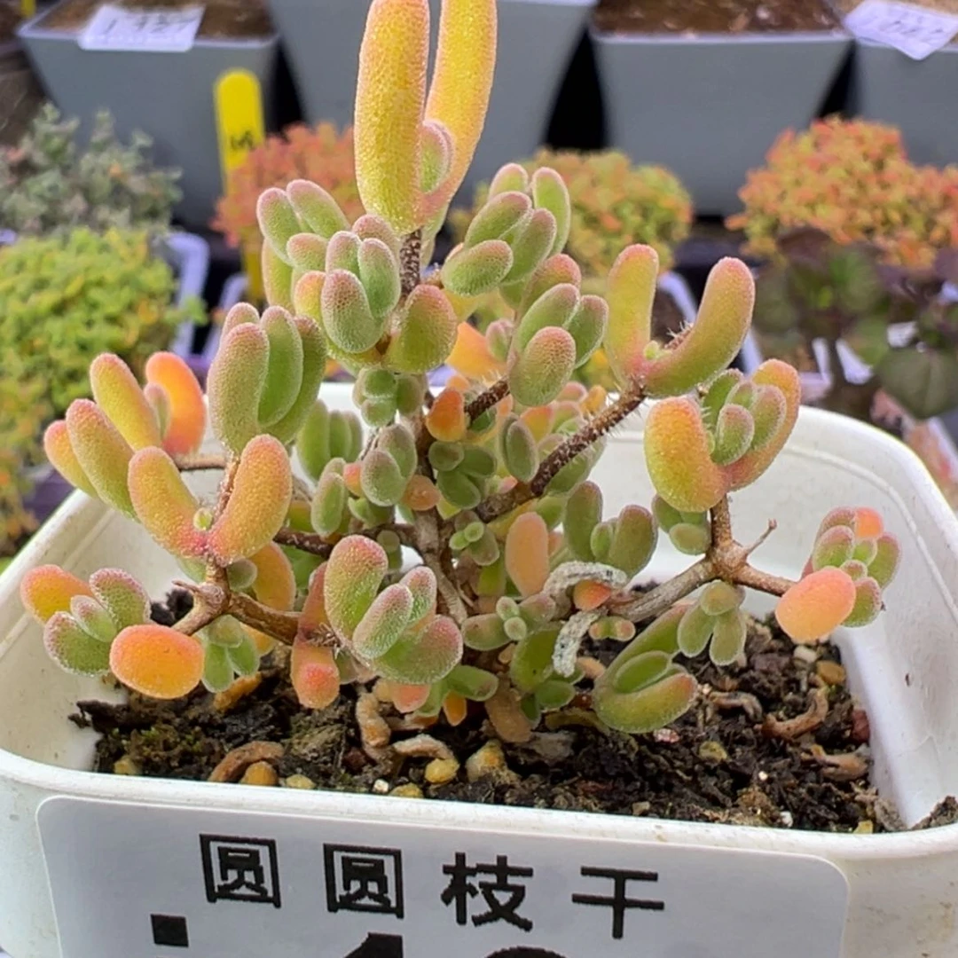 【闪购商品】192闪闪