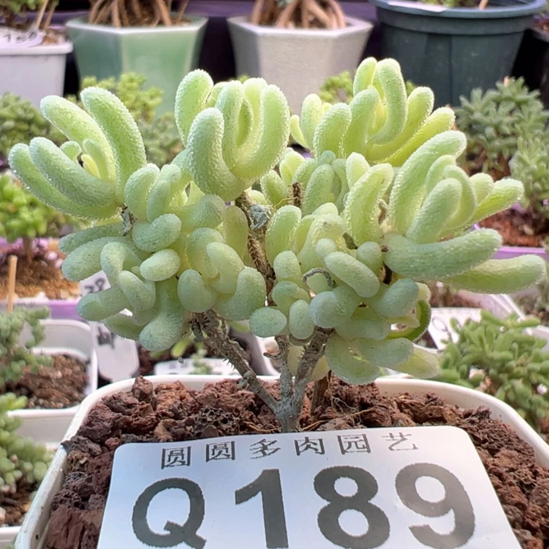 【闪购商品】189橙叶锦
