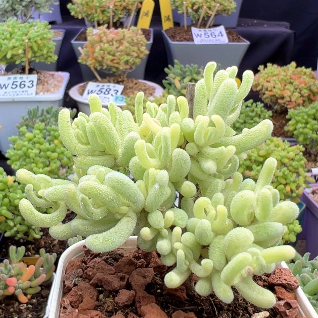 【闪购商品】w615橙叶锦