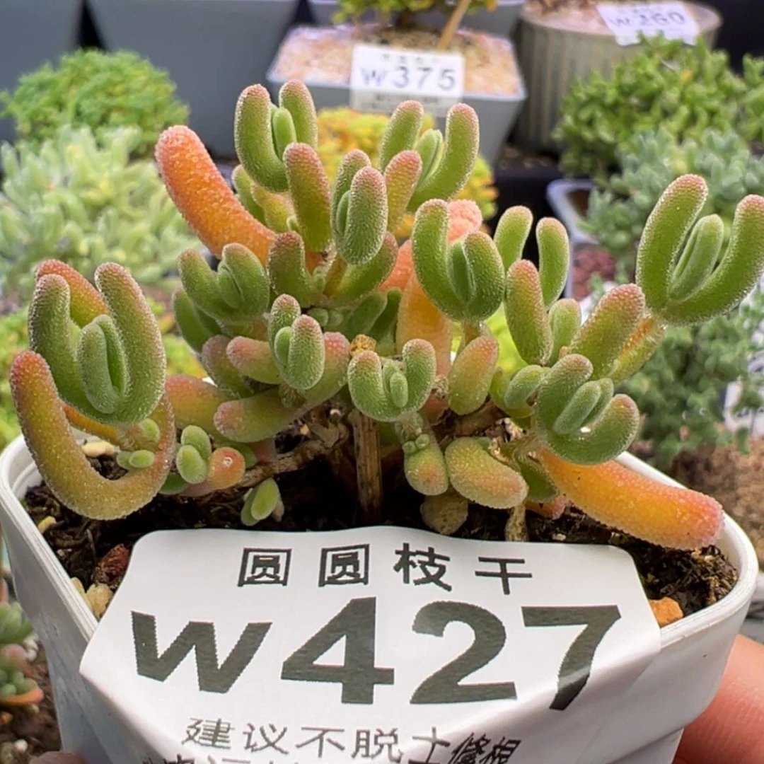 【闪购商品】427闪闪