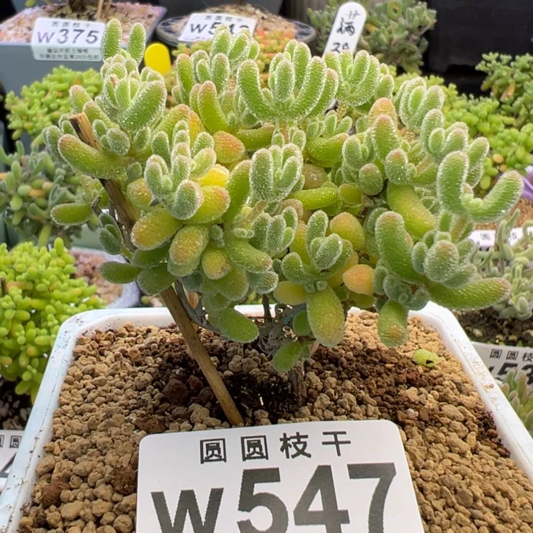 【闪购商品】547冰晶