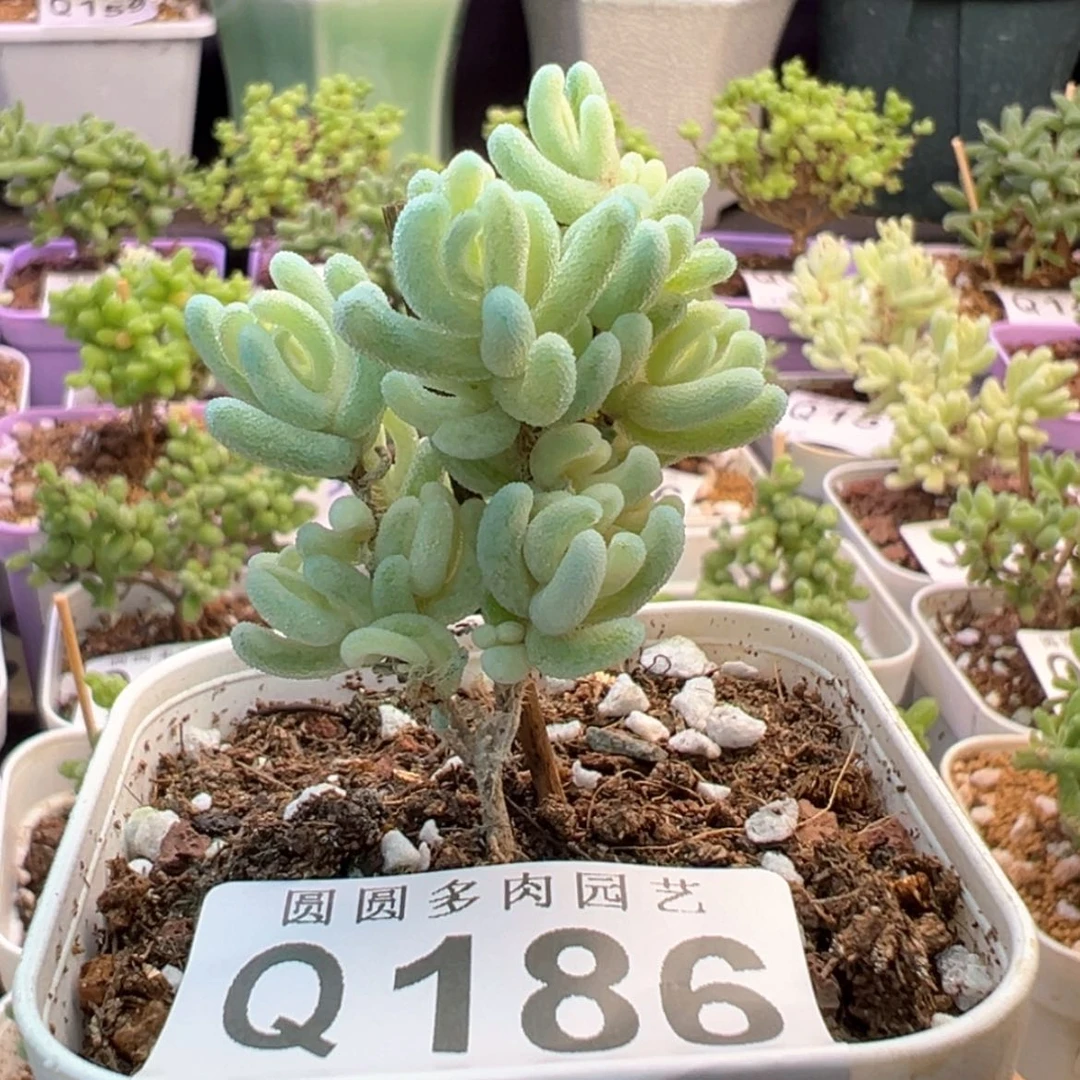【闪购商品】186橙叶锦