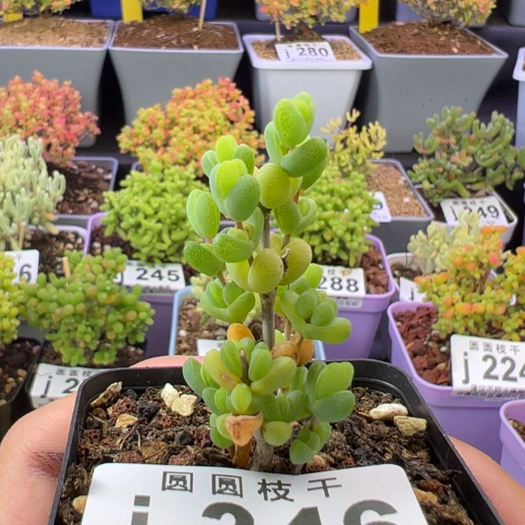 【闪购商品】346元宝