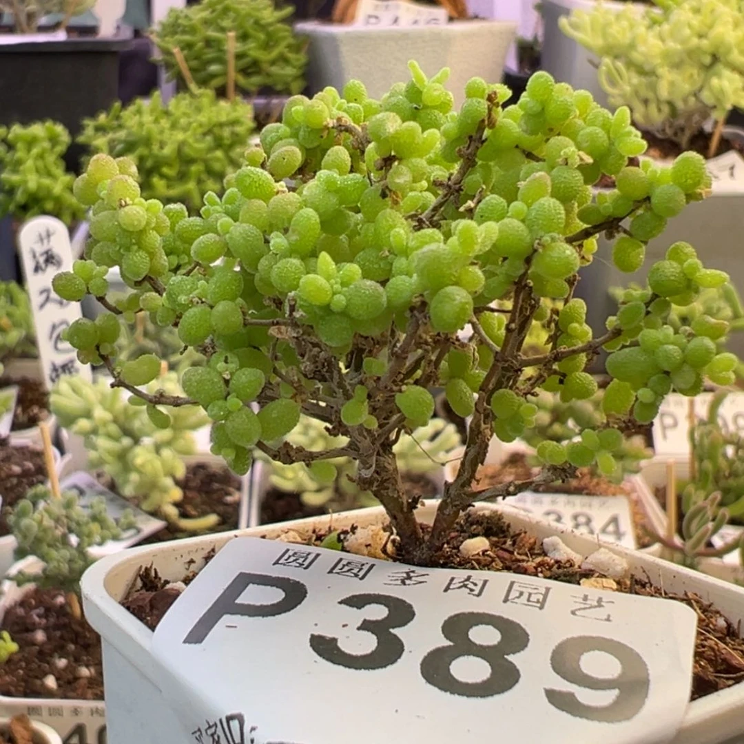 【闪购商品】389小小米