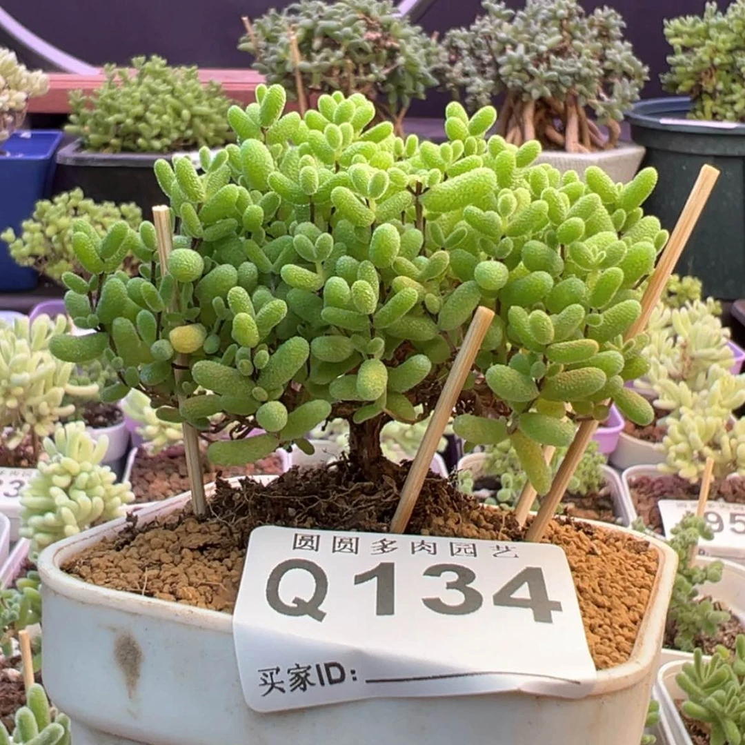 【闪购商品】134蜜橘糖球