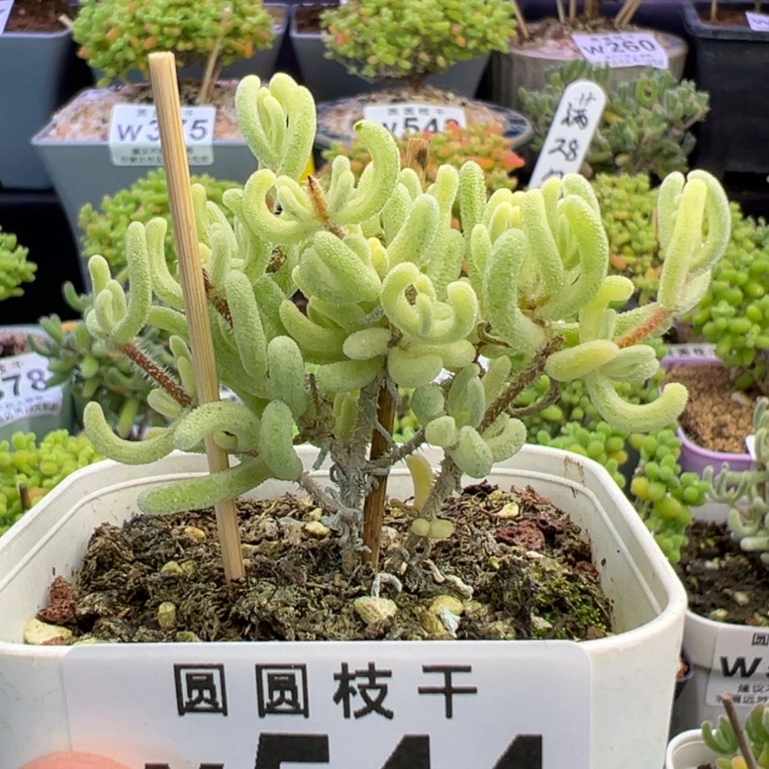 【闪购商品】544午播福利