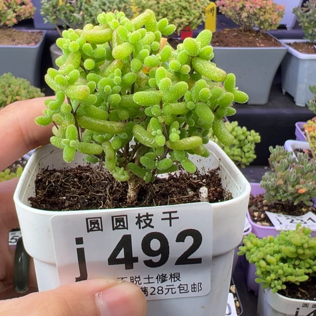 【闪购商品】…*492金桔糖球