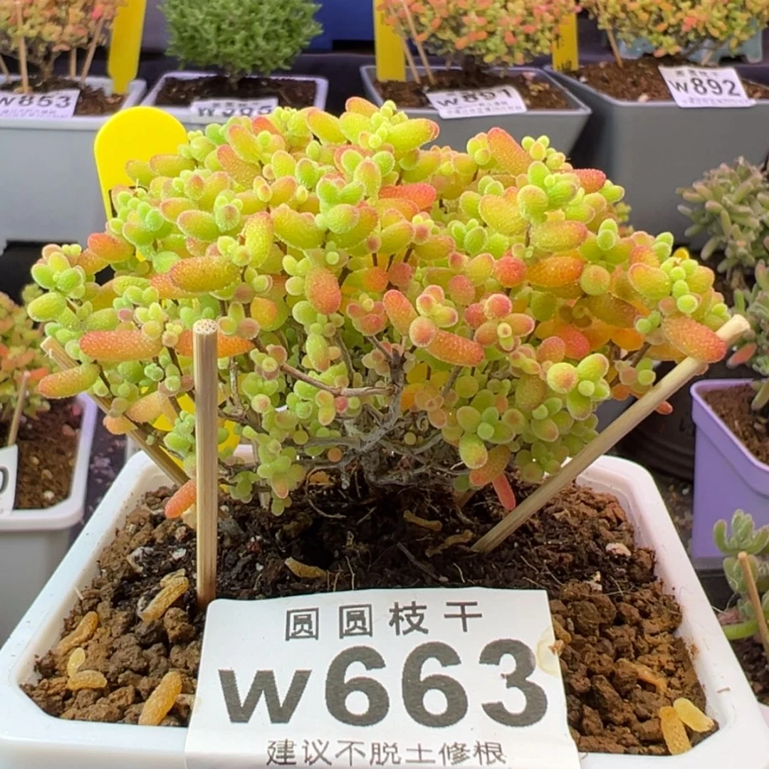 【闪购商品】663蜜橘糖球