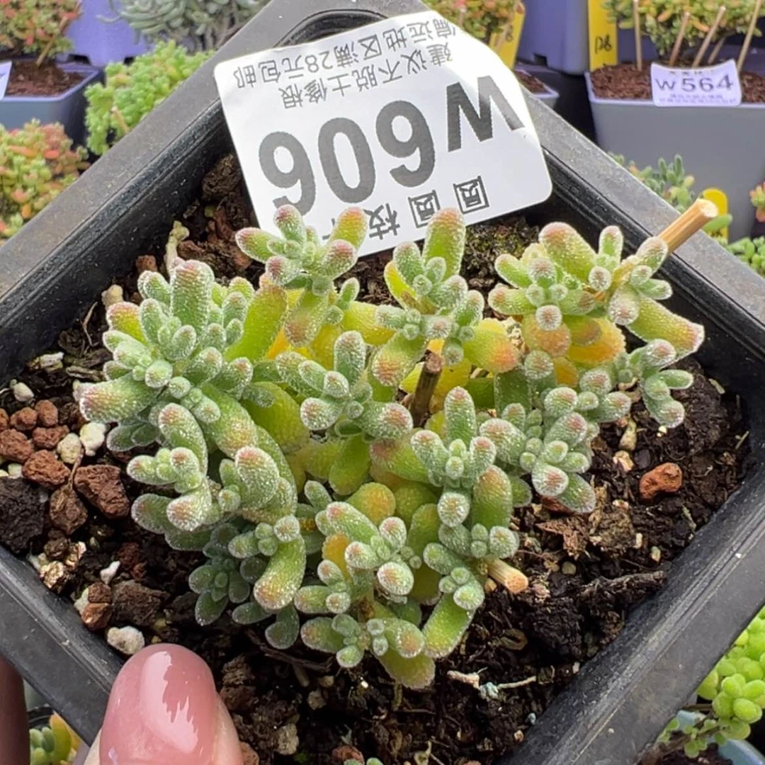 【闪购商品】w606冰晶