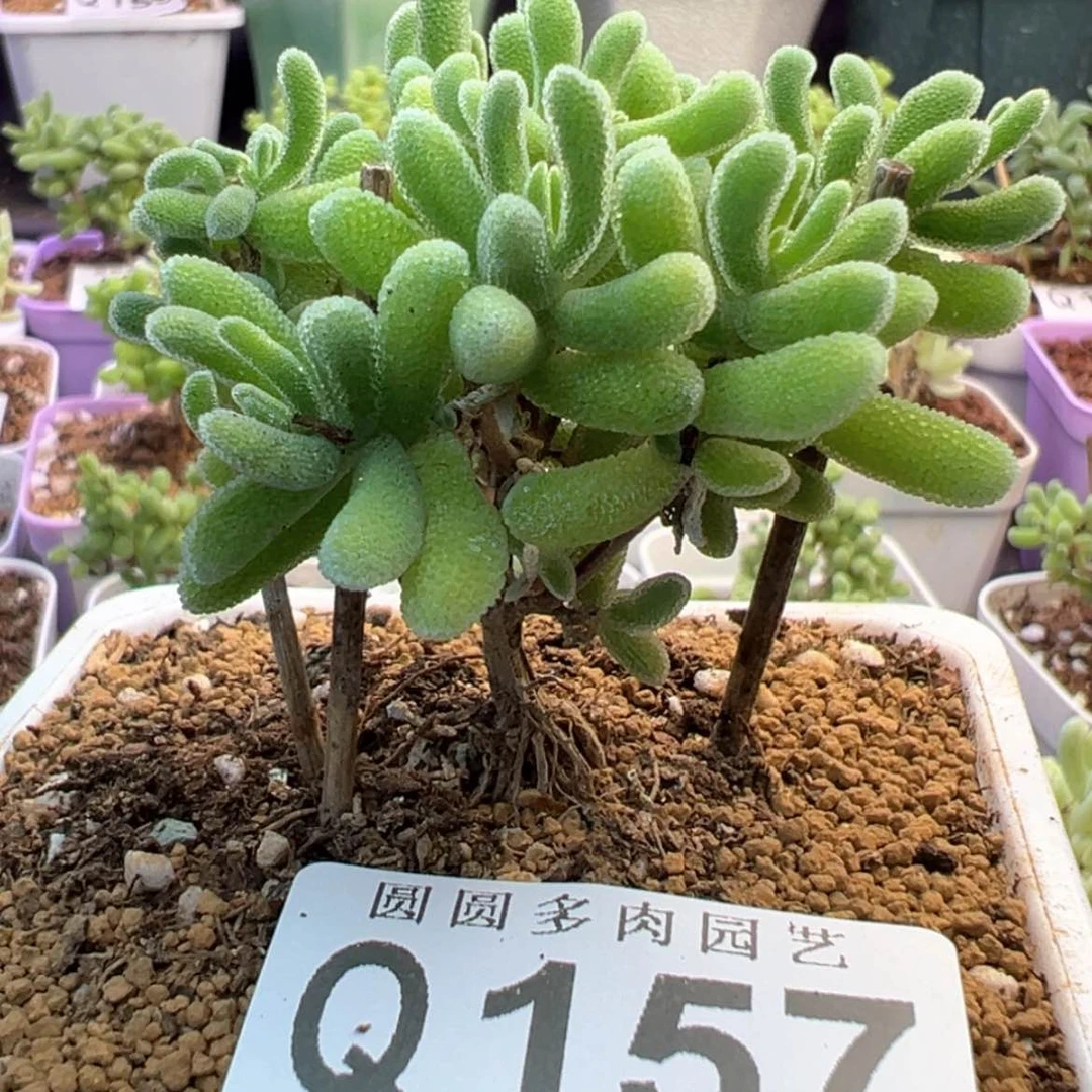 【闪购商品】157琉璃