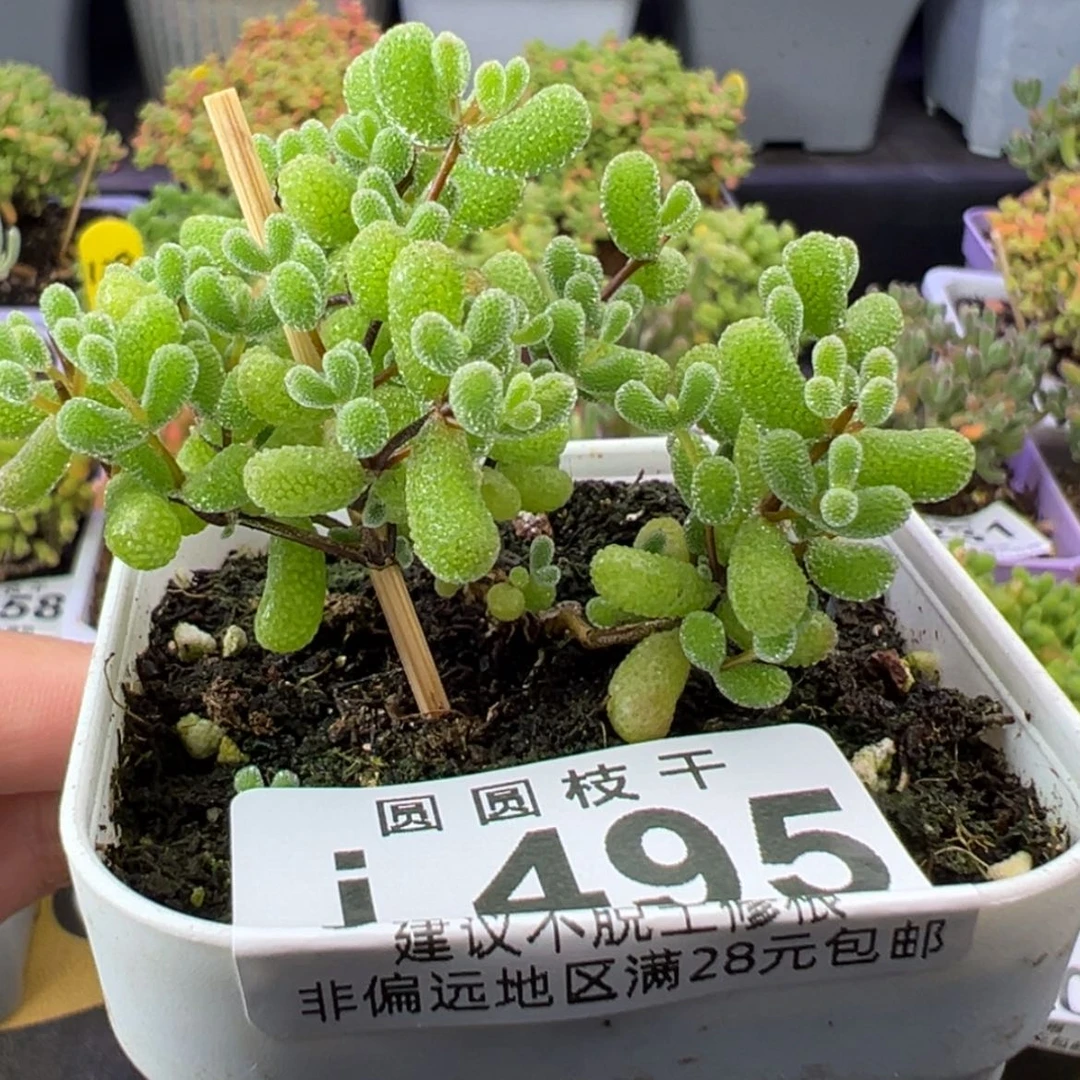 【闪购商品】495翡翠