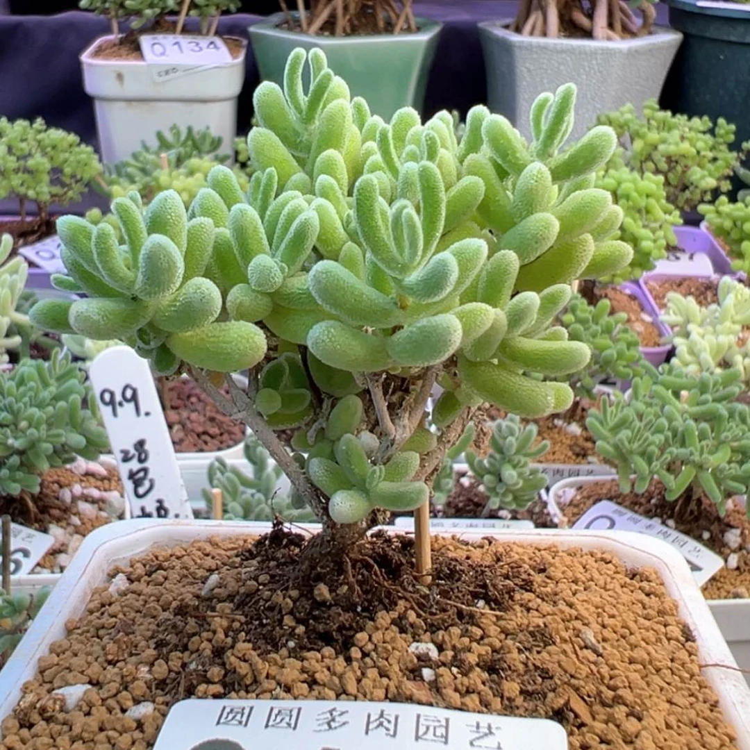 【闪购商品】149琉璃