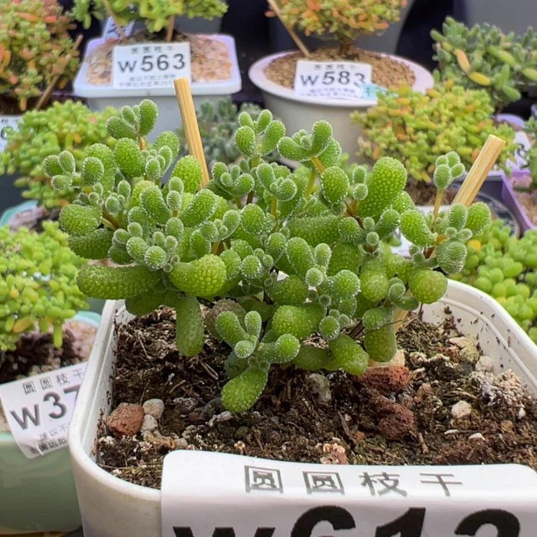 【闪购商品】612翡翠