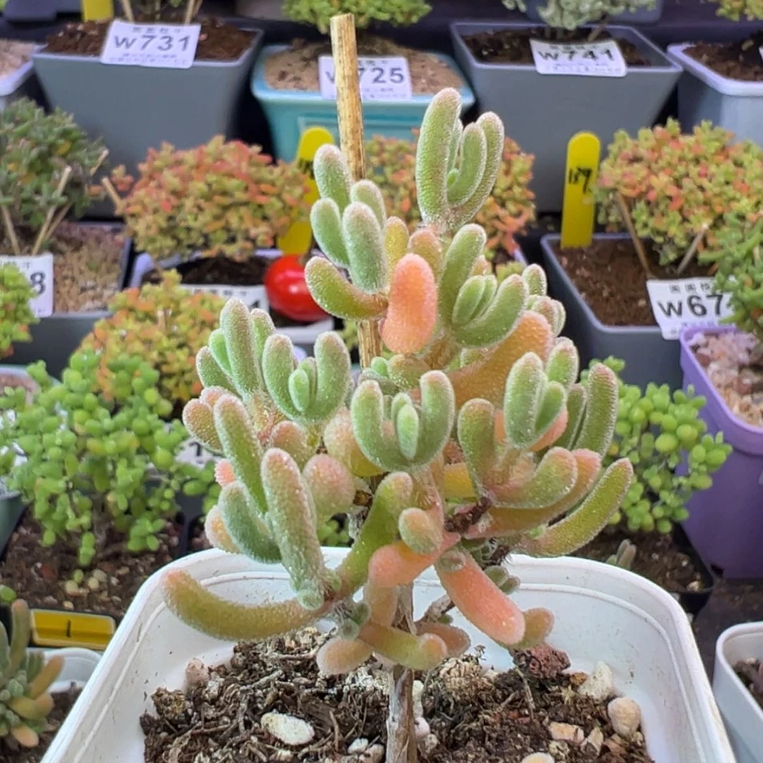 【闪购商品】747闪闪