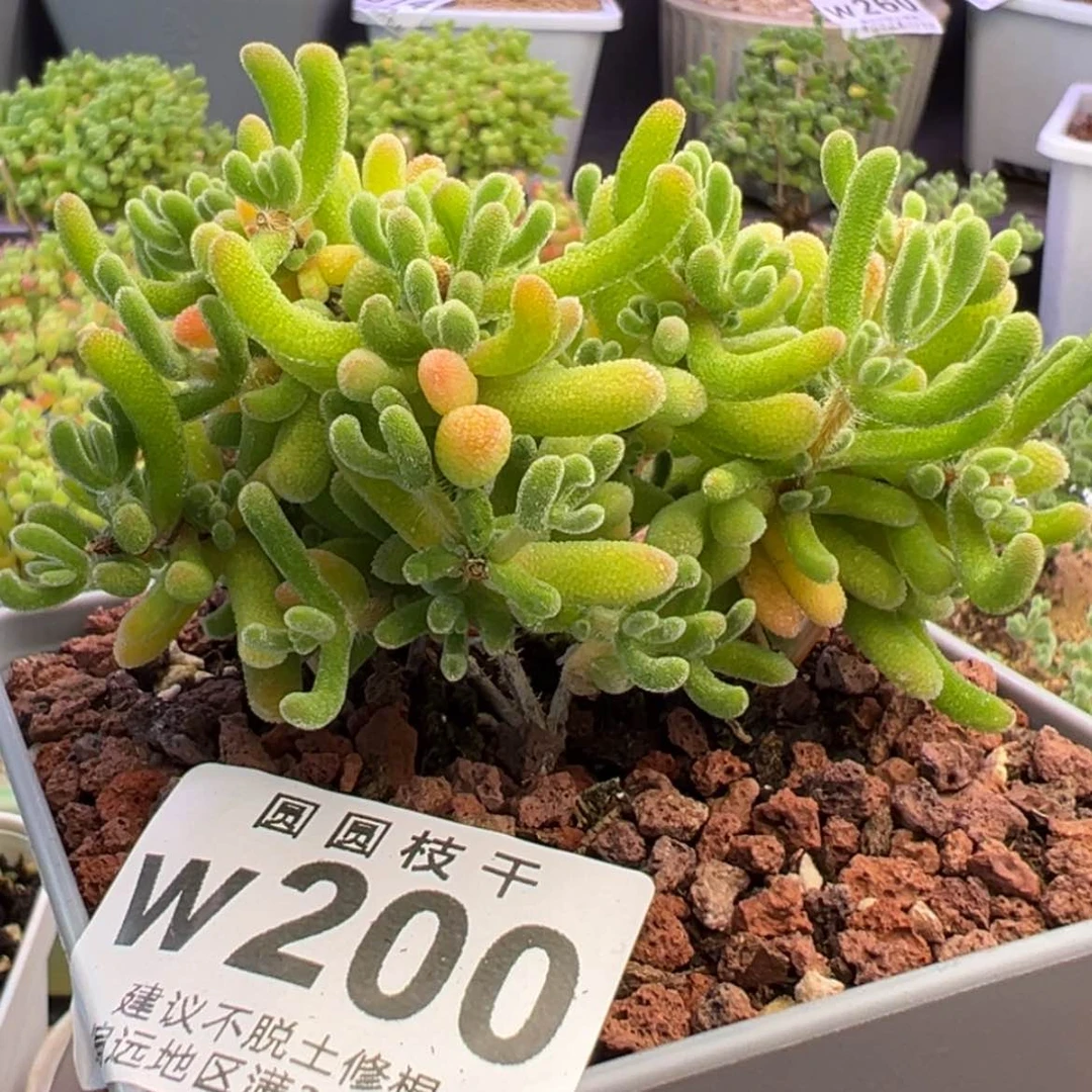 【闪购商品】200橙黄色个体琉璃