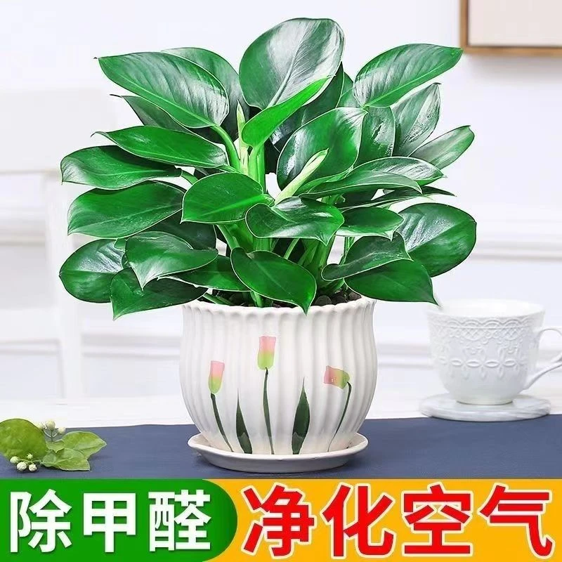 大叶金钻绿公主盆栽水培绿植物客厅办公室内花卉大全养不死防辐射