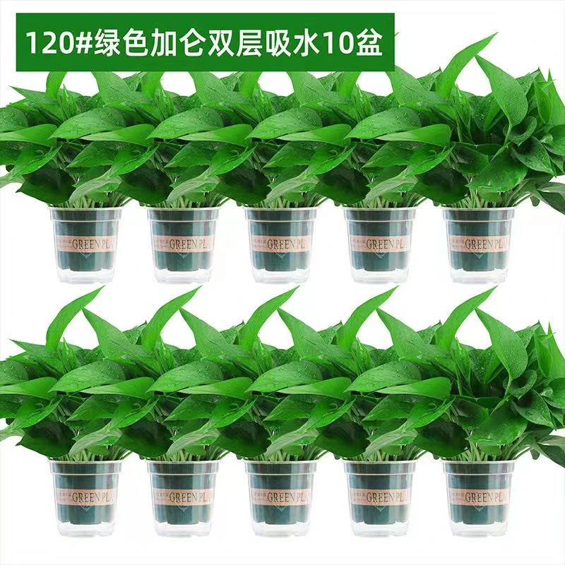 朝航朝航绿萝盆栽批发长藤植物客厅新房除甲醛防辐射绿植水培绿萝