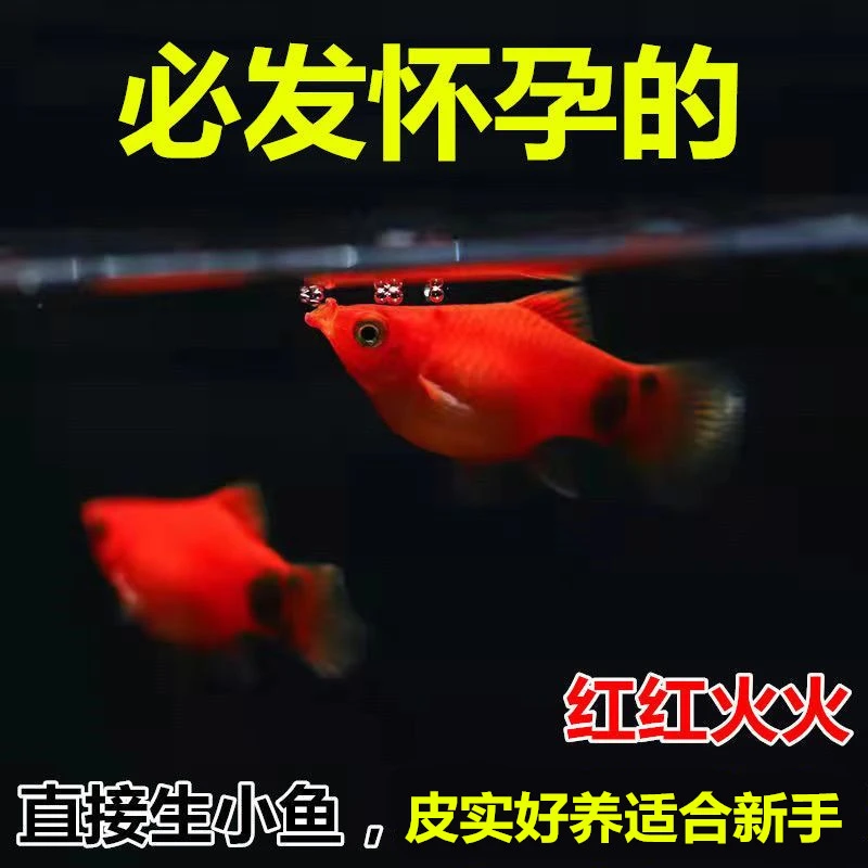 适合新手精品红米奇鱼直接生下来的就是小鱼胎生鱼小型热带鱼包邮