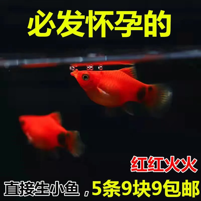 适合新手精品红米奇鱼直接生下来的就是小鱼胎生鱼小型热带鱼包邮