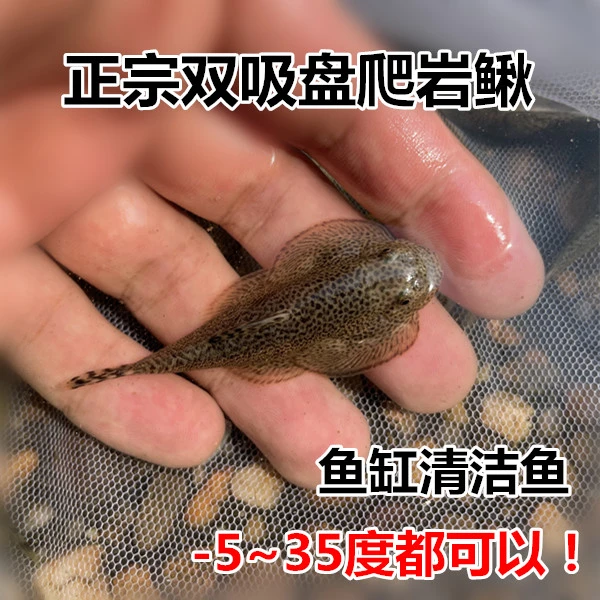 贵州爬岩鳅 双吸盘爬岩鳅 冷水清洁工 淡水工具鱼 擦玻璃吃垃圾
