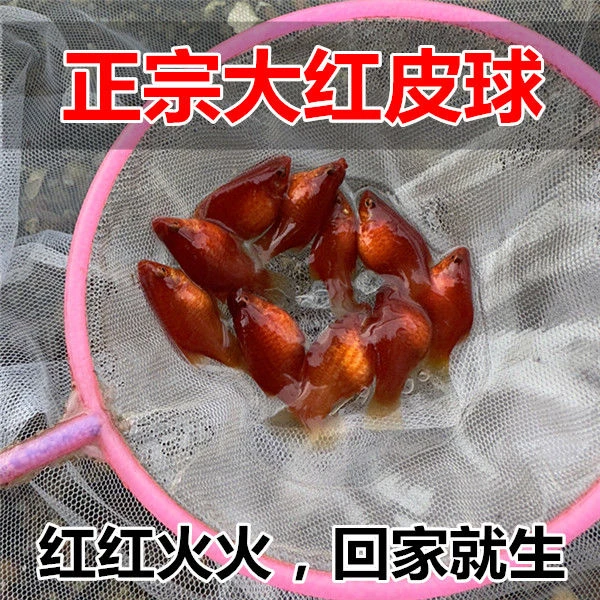正宗红皮球 红太阳鱼玛丽球鱼胎生鱼 新手热带鱼 直接生小鱼 包邮