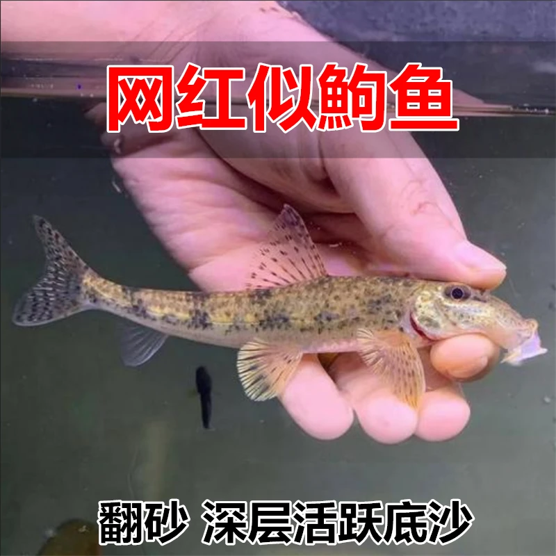 似鮈鱼 不用加温 原生冷水鱼翻砂工具鱼 推土机除藻吃鱼便活体鱼