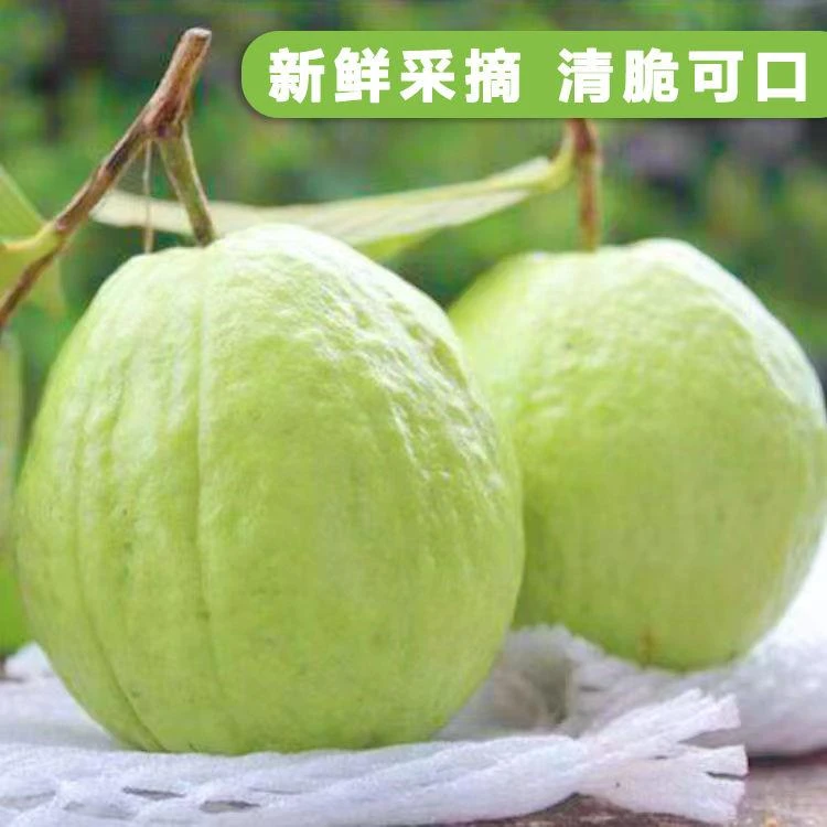 红心芭乐番石榴当季整低糖包邮软糯酸甜新鲜水新鲜水果酸奶酪口感