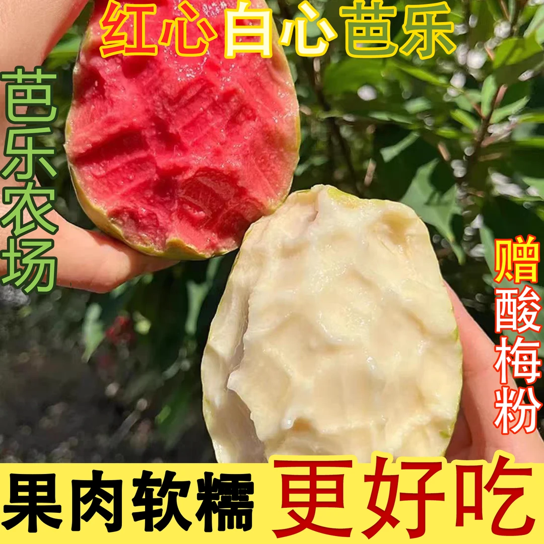 广东软芭乐口感丰富高品质果香浓郁鲜果现发产地直发奶油草莓包邮