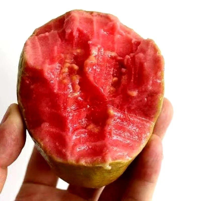 红心芭乐番石榴心香甜软巴乐番石榴软现摘包邮冰淇淋口感低糖低卡