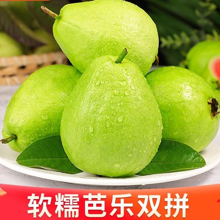 广东湛江红心芭乐番石榴水果正宗广东福建软糯红白心当季坏果包赔
