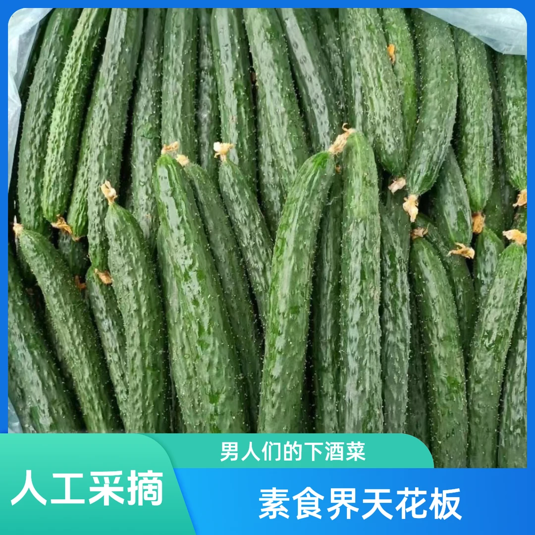 河南本地青肉多汁黄瓜农家自种嫩黄瓜清脆爽口鲜美采摘食用种植