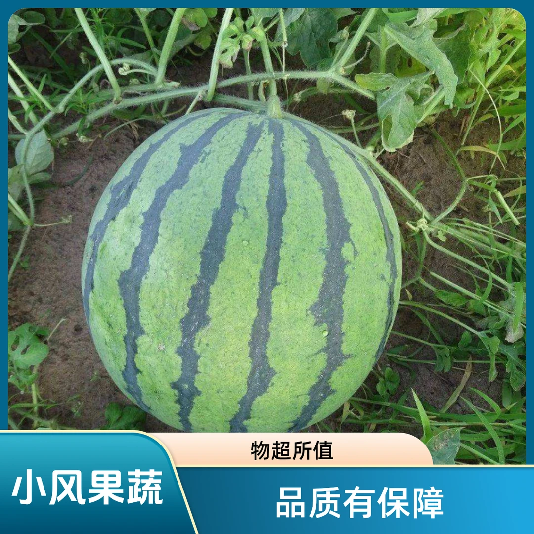 河南夏邑美都麒麟西瓜农家自种8424西瓜顺丰包邮