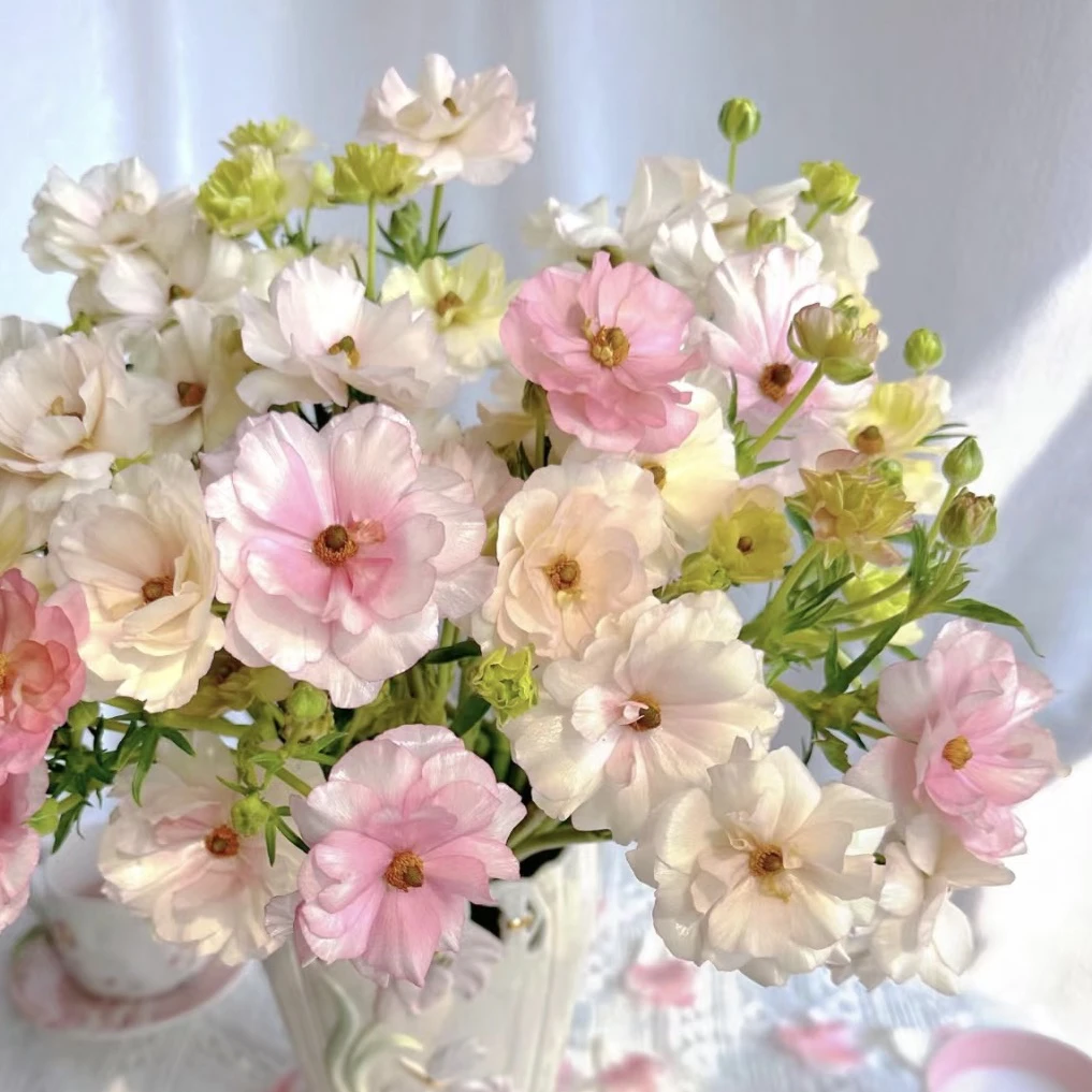 蝴蝶洋牡丹 灵动仙气 水培鲜切枝