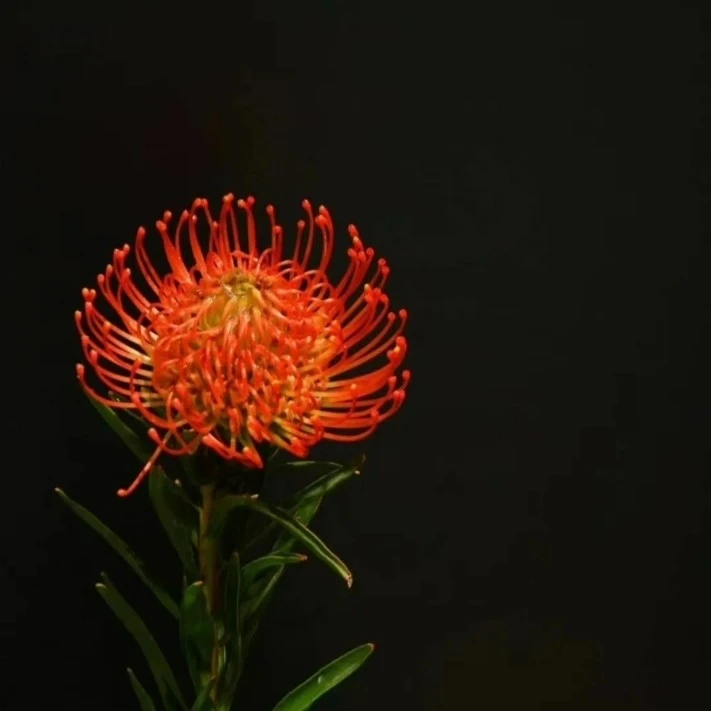 【优选】南非进口针垫花 红红火火 顺丰送货上门