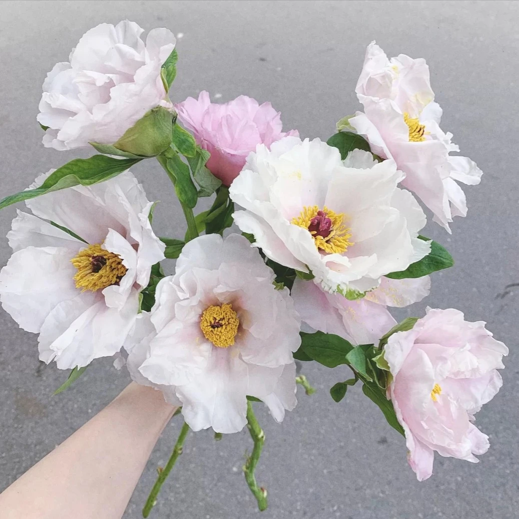 【优选】A级油画牡丹  油画牡丹芍药鲜花室内水培